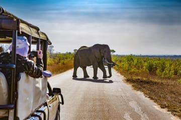 Morgensafari durch den Krüger Nationalpark thumbnail
