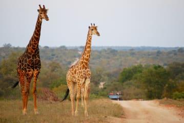 Ganztägige Safari durch den Krüger Nationalpark thumbnail